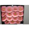 Gerbera Gr Diamond Kiara