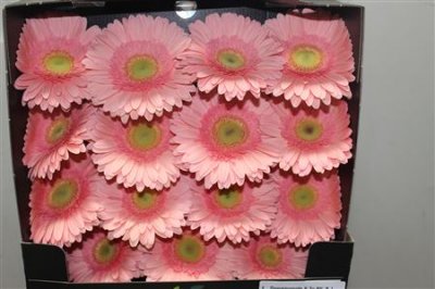 Gerbera Gr Diamond Kiara