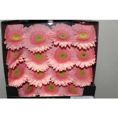 Gerbera Gr Diamond Kiara