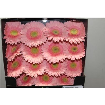 Gerbera Gr Diamond Kiara