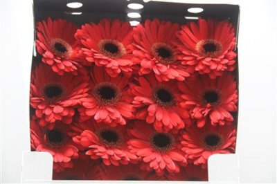 Gerbera Gr Diamond Ladies First