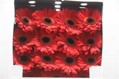 Gerbera Gr Diamond Ladies First