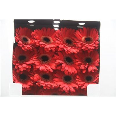 Gerbera Gr Diamond Ladies First