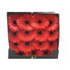 Gerbera Gr Diamond Lady Red