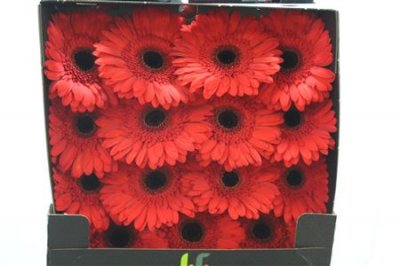 Gerbera Gr Diamond Lady Red