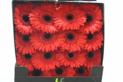 Gerbera Gr Diamond Lady Red