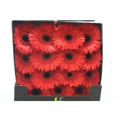 Gerbera Gr Diamond Lady Red