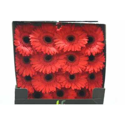 Gerbera Gr Diamond Lady Red