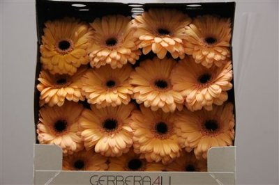 Gerbera Gr Diamond Laureen