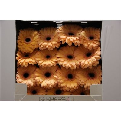 Gerbera Gr Diamond Laureen