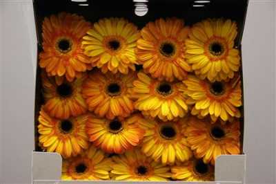 Gerbera Gr Diamond Lipari