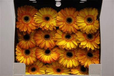 Gerbera Gr Diamond Lipari