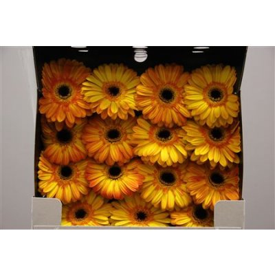 Gerbera Gr Diamond Lipari