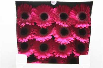 Gerbera Gr Diamond Lucio