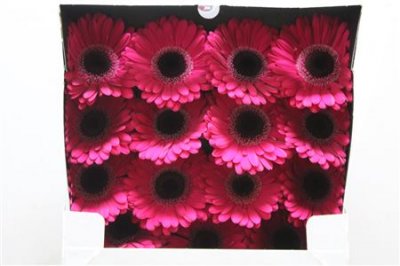 Gerbera Gr Diamond Lucio
