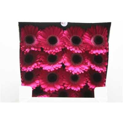 Gerbera Gr Diamond Lucio