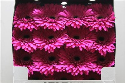 Gerbera Gr Diamond Madeira