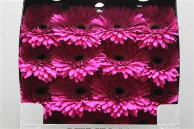 Gerbera Gr Diamond Madeira