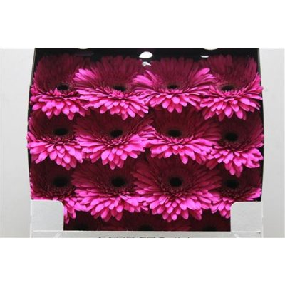 Gerbera Gr Diamond Madeira