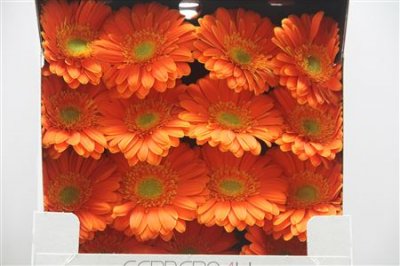 Gerbera Gr Diamond Malando