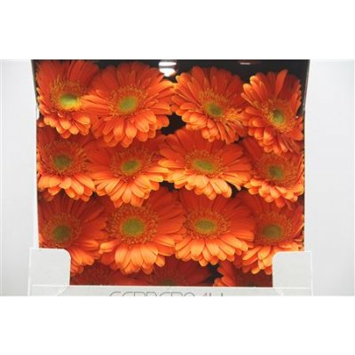 Gerbera Gr Diamond Malando