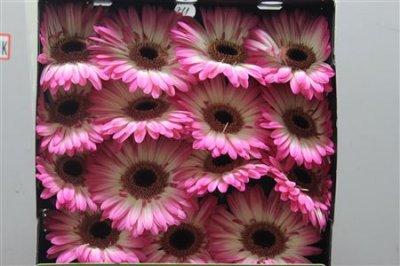 Gerbera Gr Diamond Mandala