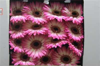 Gerbera Gr Diamond Mandala