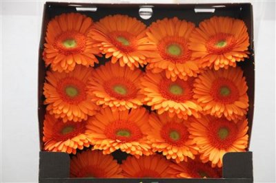 Gerbera Gr Diamond Mandarina