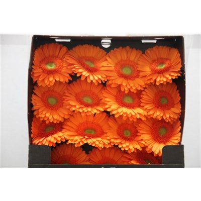 Gerbera Gr Diamond Mandarina