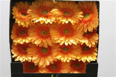 Gerbera Gr Diamond Mango