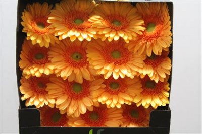 Gerbera Gr Diamond Mango