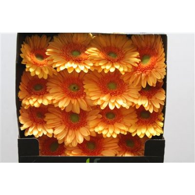 Gerbera Gr Diamond Mango