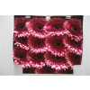 Gerbera Gr Diamond Mariatta
