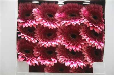 Gerbera Gr Diamond Mariatta