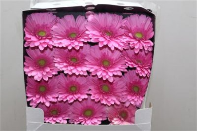 Gerbera Gr Diamond Melrose