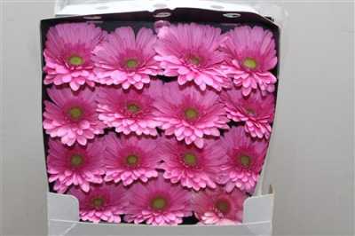 Gerbera Gr Diamond Melrose