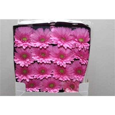 Gerbera Gr Diamond Melrose