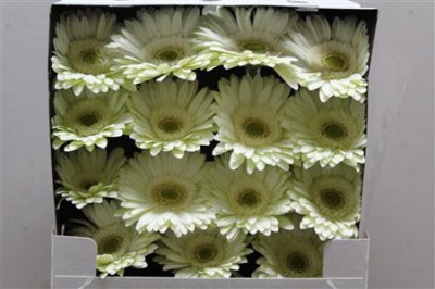 Gerbera Gr Diamond Mint