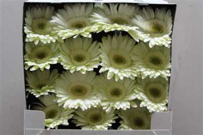 Gerbera Gr Diamond Mint