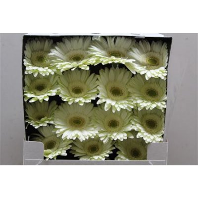 Gerbera Gr Diamond Mint