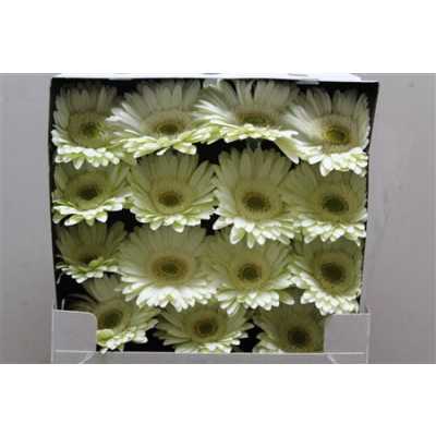 Gerbera Gr Diamond Mint