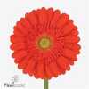 Gerbera Gr Diamond Mireya