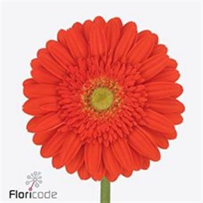 Gerbera Gr Diamond Mireya