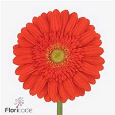 Gerbera Gr Diamond Mireya