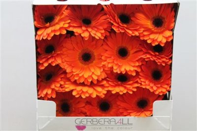 Gerbera Gr Diamond Mistique