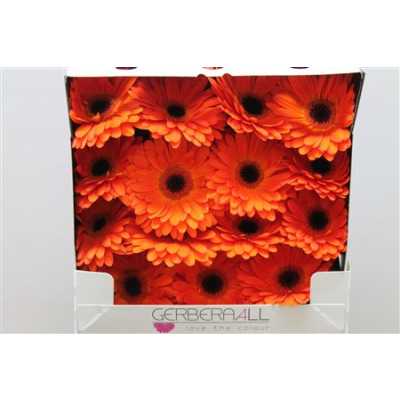 Gerbera Gr Diamond Mistique