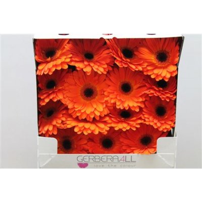 Gerbera Gr Diamond Mistique