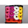 Gerbera Gr Diamond Mixed