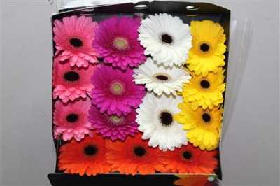 Gerbera Gr Diamond Mixed