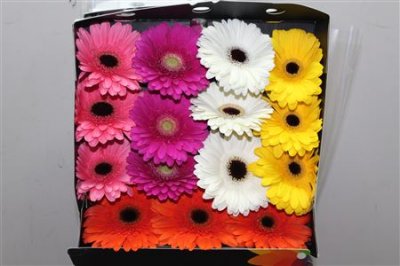 Gerbera Gr Diamond Mixed